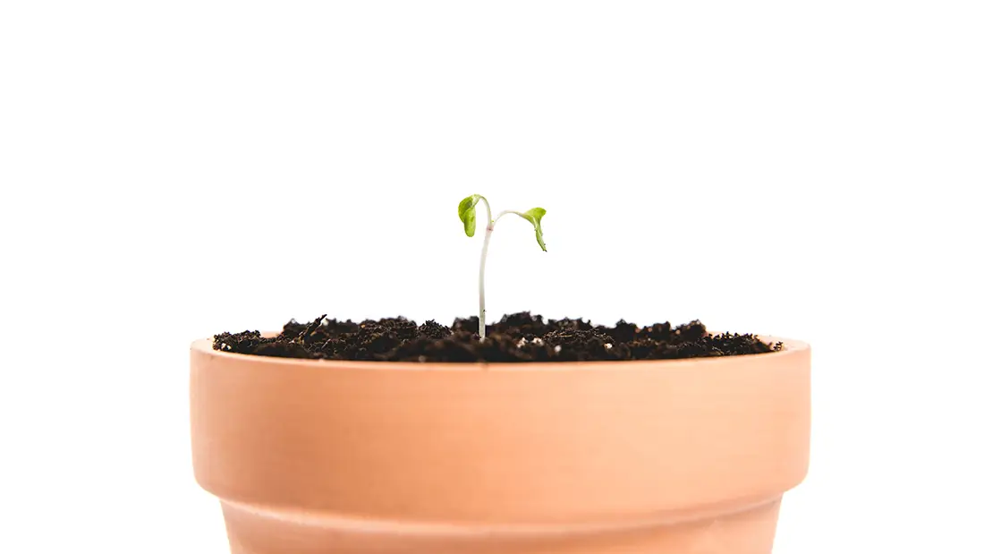 A seedling symbolizing how Product-Led Growth beats the feature race through organic growth.